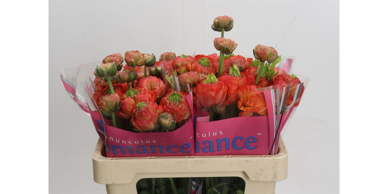 Ranunculus Romance Paradou 50 cm A1