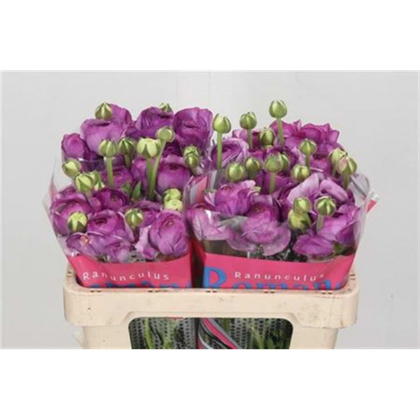 Ranunculus Romance Loubeyres 45 A1Purple