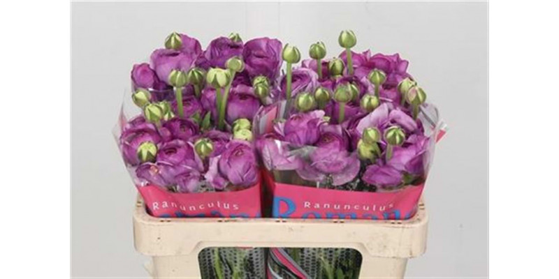 Ranunculus Romance Loubeyres 45 A1Purple