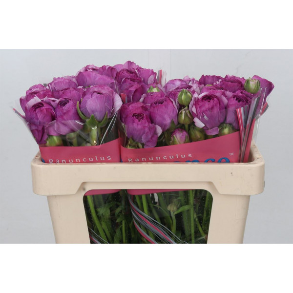 Ranunculus Romance Loubeyres 50cm A1