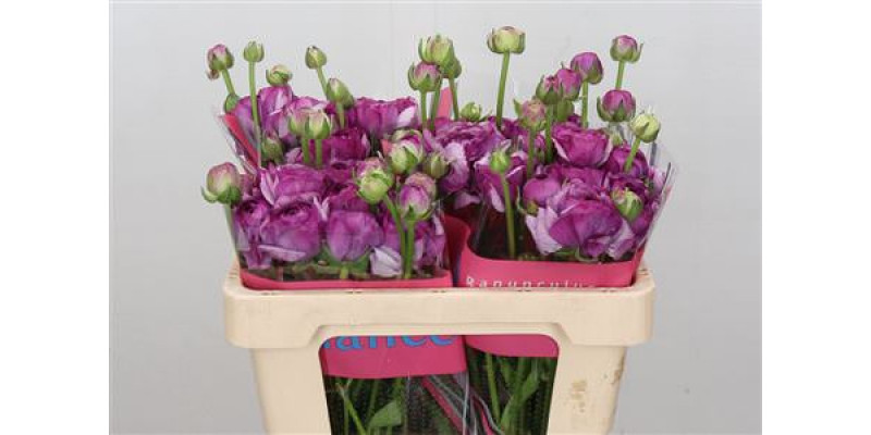 Ranunculus Romance Loubeyres 50cm A1