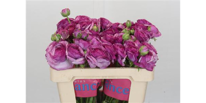 Ranunculus Romance Loubeyres 50 cm A1