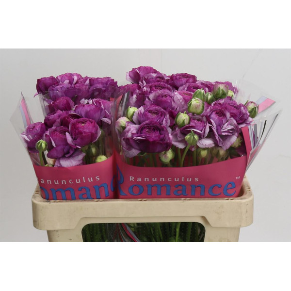 Ranunculus Romance Loubeyres 50 cm A1