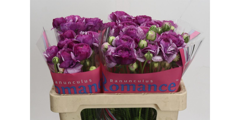 Ranunculus Romance Loubeyres 50 cm A1