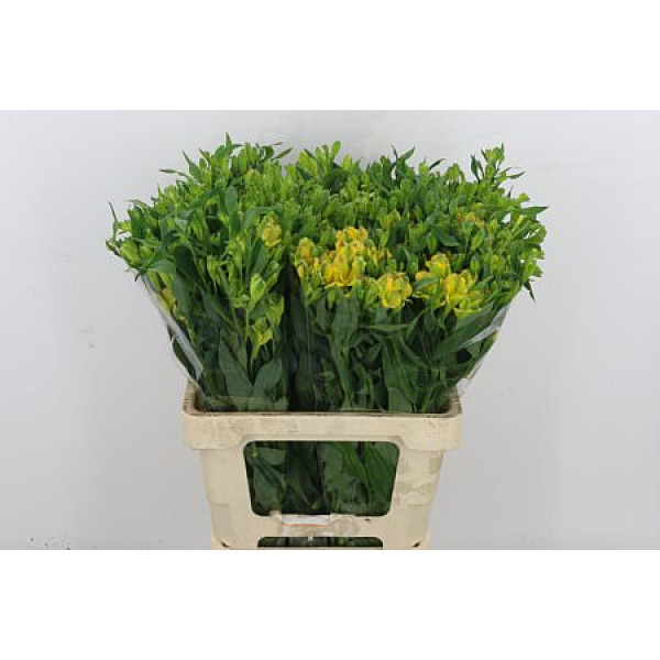 Alstromeria Flor Charmelia Yellow 60cm A1