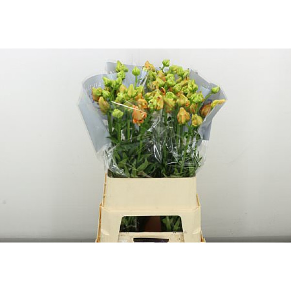 Lillys La Tintoretto 3+ 90 cm A1