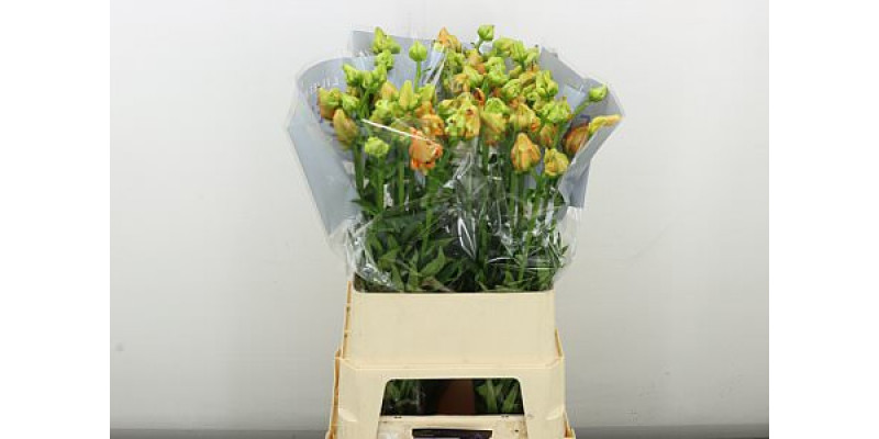 Lillys La Tintoretto 3+ 90 cm A1