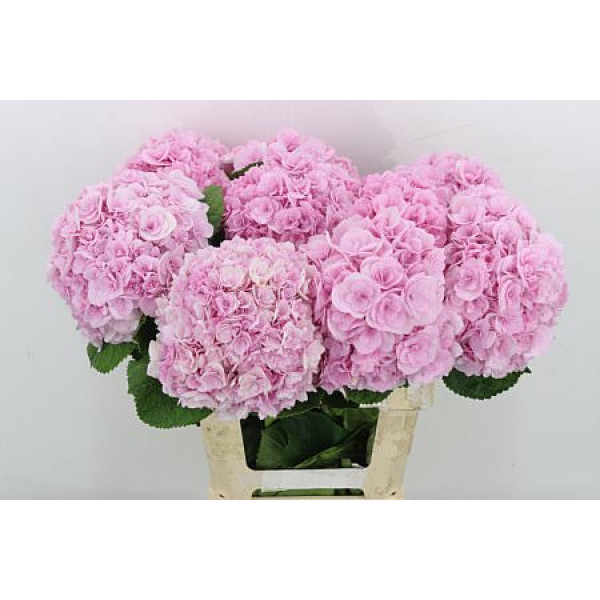 Hydrangea M Royal Romance 65cm A1