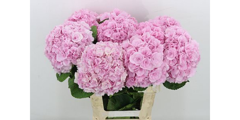 Hydrangea M Royal Romance 65cm A1