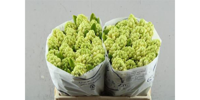 Hyacynthus China White g De Wit 30cm A1