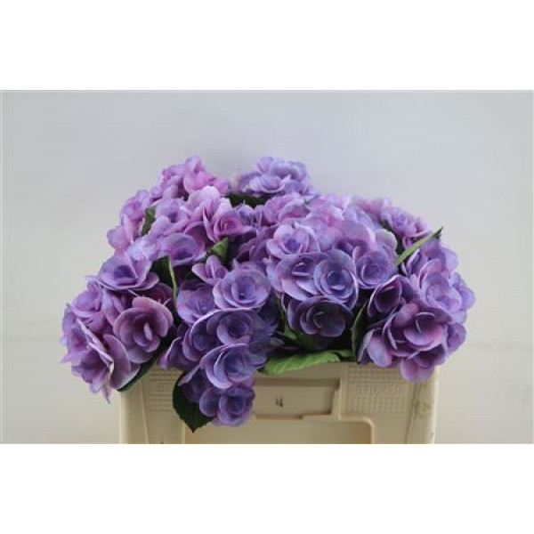 Hydrangea M Beau Papil Purple  50cm A1