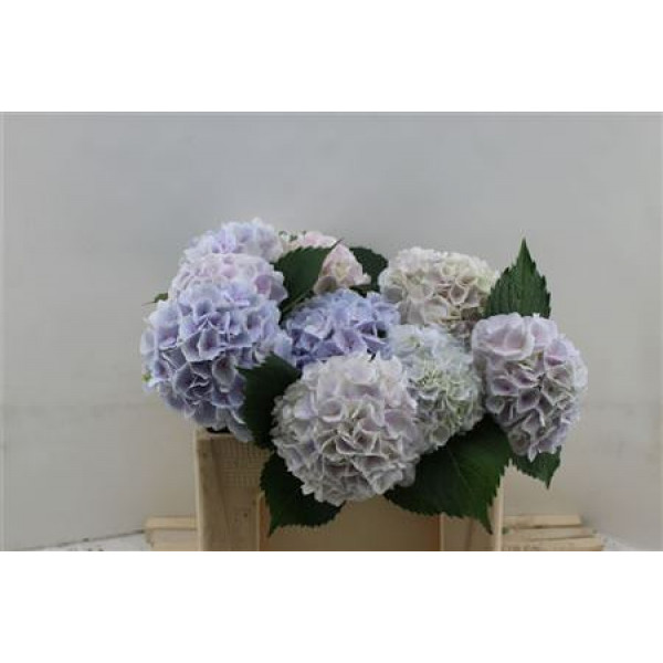 Hydrangea M My Pinktou Blue 50cm 50cm A1