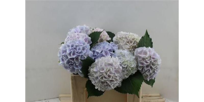 Hydrangea M My Pinktou Blue 50cm 50cm A1