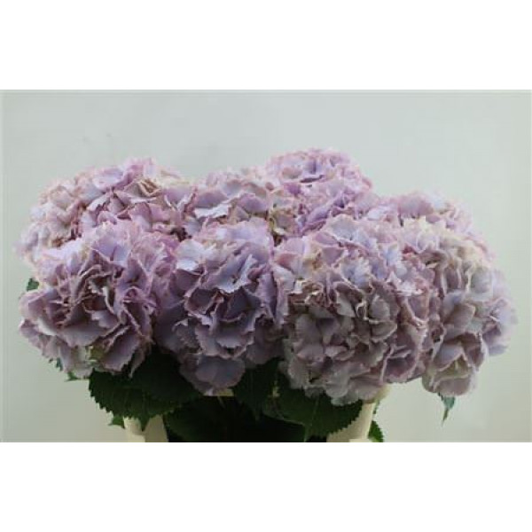 Hydrangea M My Primavera 80cm 80cm A1