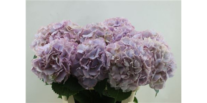 Hydrangea M My Primavera 80cm 80cm A1