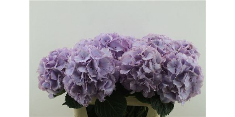 Hydrangea M Primavera 80-22 80cm A1