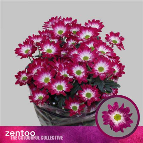 Chrysanthemums T Flarestar 70cm A1