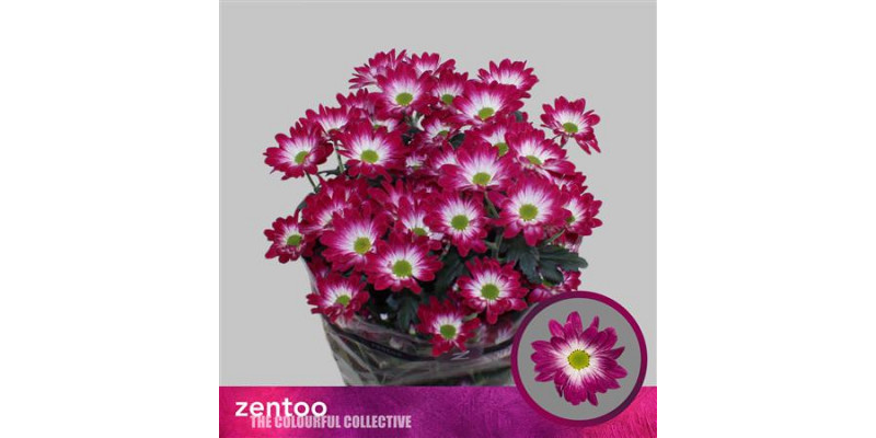 Chrysanthemums T Flarestar 70cm A1