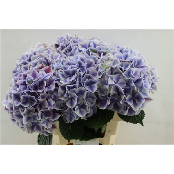 Hydrangea M Sunsation Pa 60cm 60cm A1