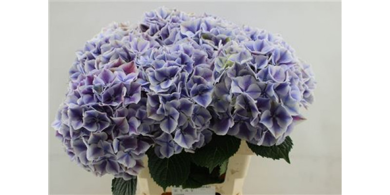 Hydrangea M Sunsation Pa 60cm 60cm A1