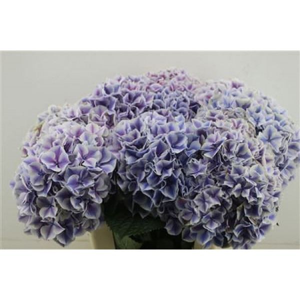 Hydrangea M Sunsation Pu 60-22 60cm A1