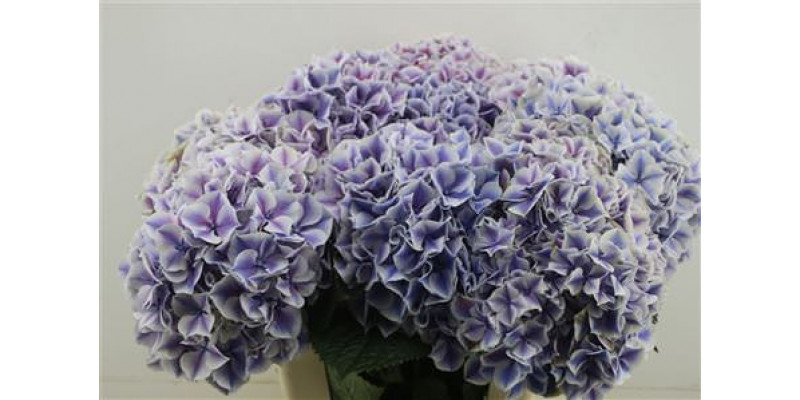 Hydrangea M Sunsation Pu 60-22 60cm A1