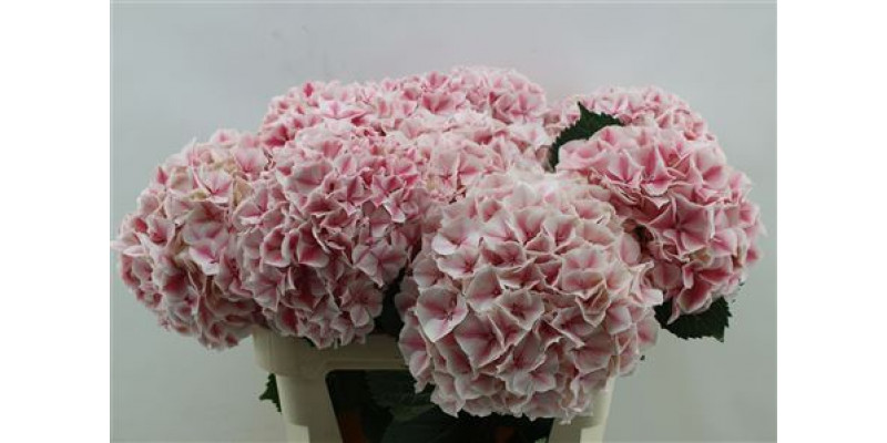 Hydrangea M Sunsation 80cm 80cm A1