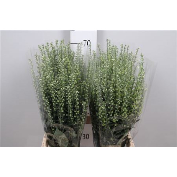 Scutellaria Tinkerbell Zd 70cm A1