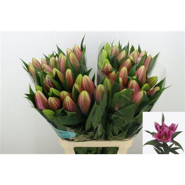 Lillys Or Savio 100cm A1