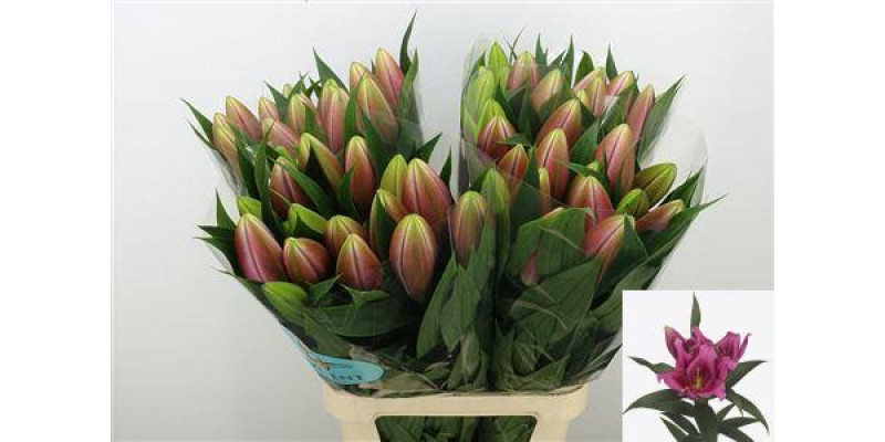 Lillys Or Savio 100cm A1