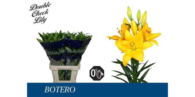 Lillys La Botero 90 cm A1