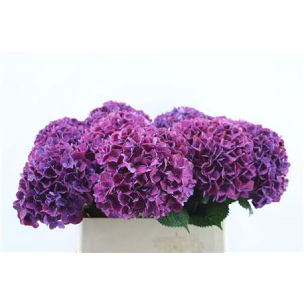 Hydrangea M Pi Ruby Pu 80-22 80cm A1