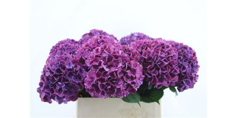 Hydrangea M Pi Ruby Pu 80-22 80cm A1