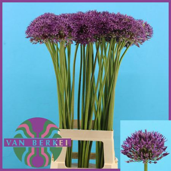 Allium Jackpot 60cm A1