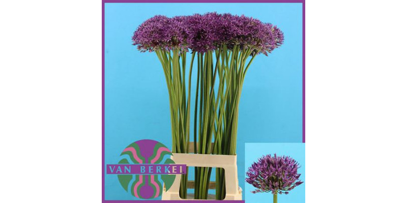 Allium Jackpot 60cm A1