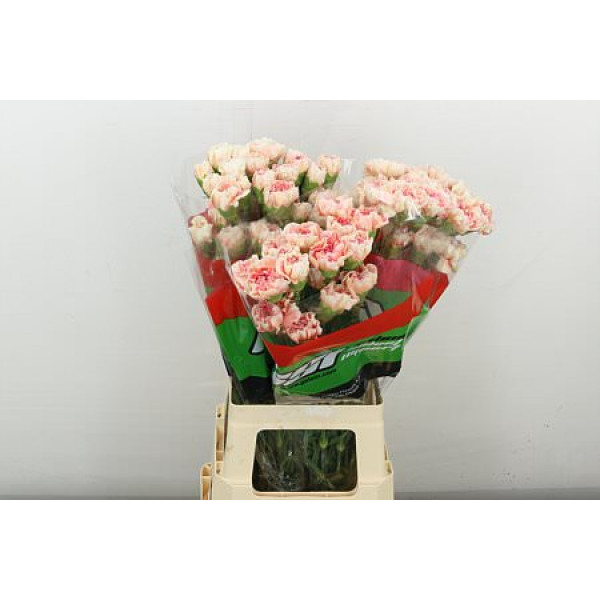 Dianthus St Happy Hoshi 70cm 0