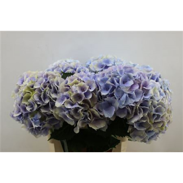 Hydrangea M My Chinook 80cm 80cm A1