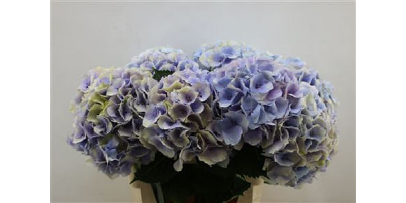 Hydrangea M My Chinook 80cm 80cm A1