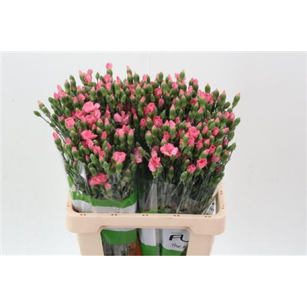 Dianthus Solomio Rose 65cm A1