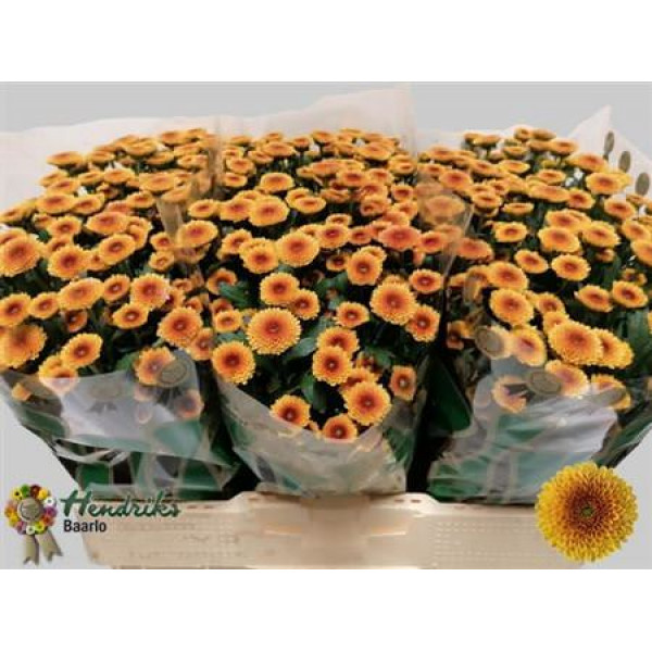 Chrysanthemums S Aaa Toss Orang 55cm A1 Col-Orange