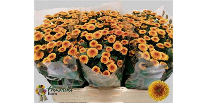 Chrysanthemums S Aaa Toss Orang 55cm A1 Col-Orange