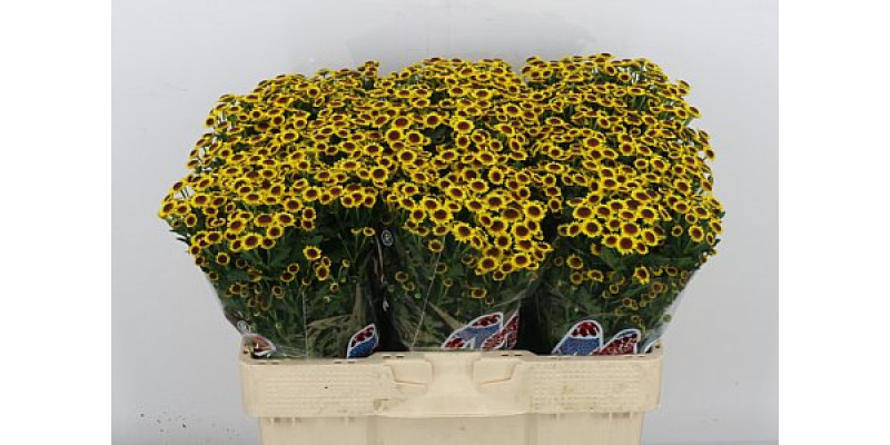 Chrysanthemums S Mad Yell Bokaa 55cm A1 Col-Yellow