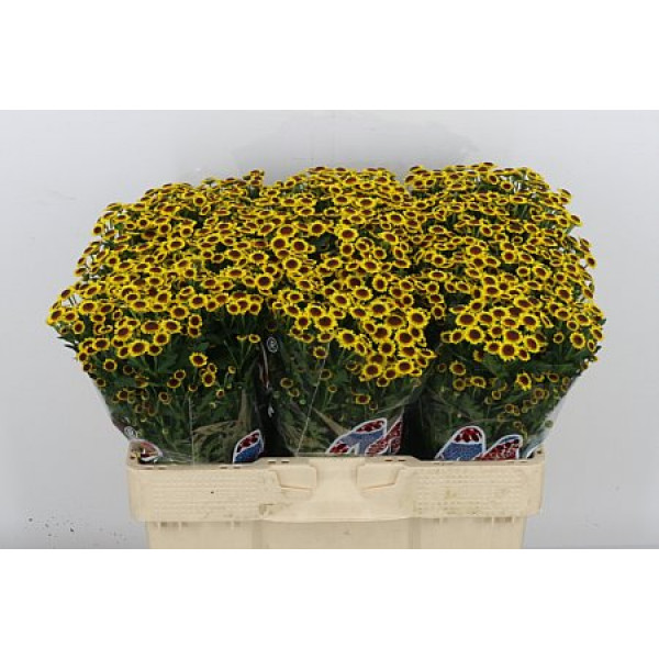 Chrysanthemums S Mad Yell Bokaa 55cm A1
