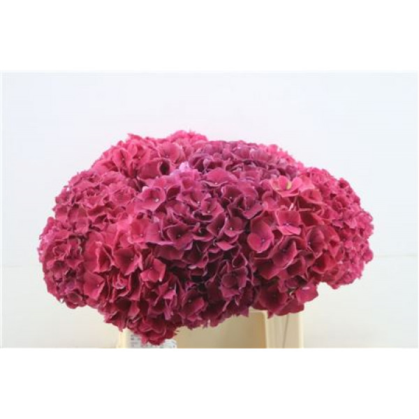 Hydrangea M Ruby Glow 40-20 DUTCH 40cm A1