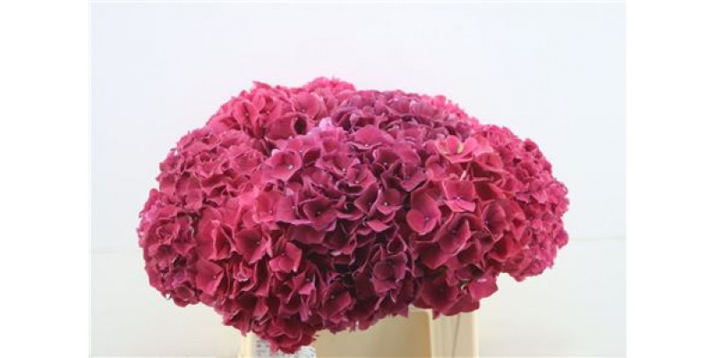 Hydrangea M Ruby Glow 40-20 DUTCH 40cm A1