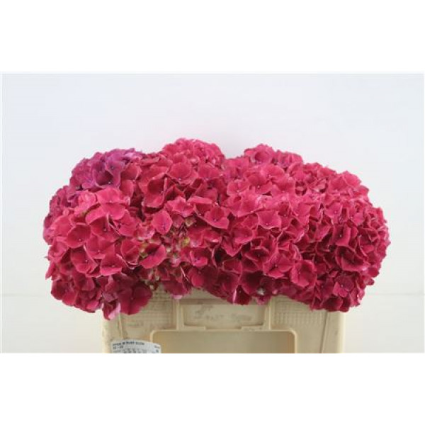 Hydrangea M Ruby Glow 50-20 DUTCH 50cm A1