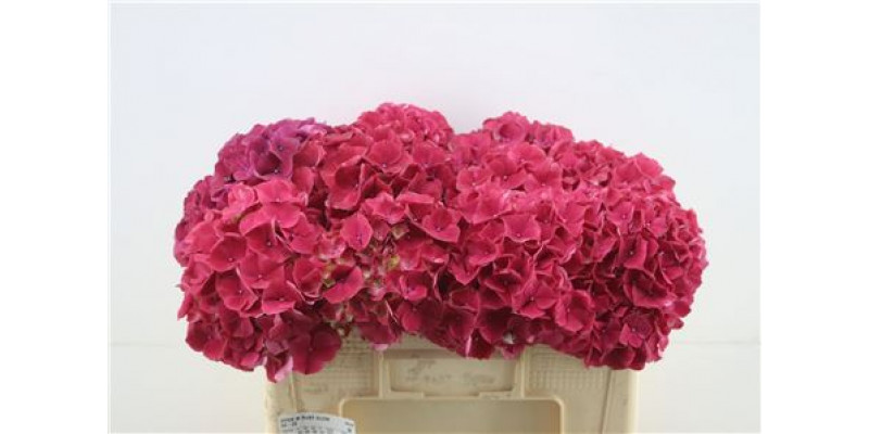 Hydrangea M Ruby Glow 50-20 DUTCH 50cm A1