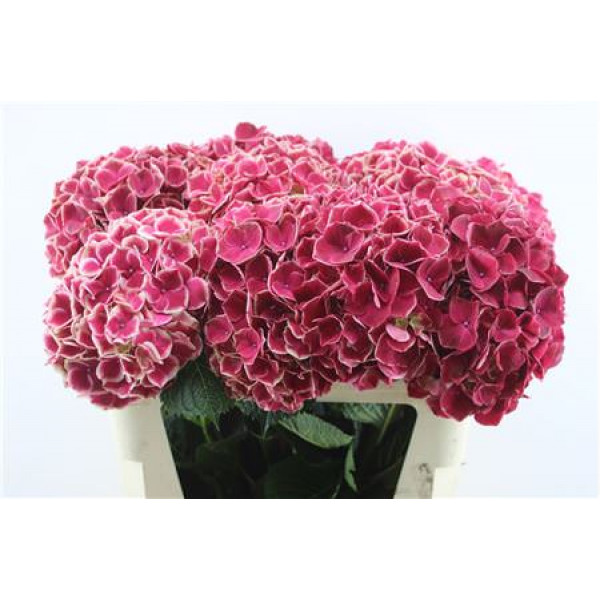 Hydrangea M Ruby Glow 80-22-v 80cm A1