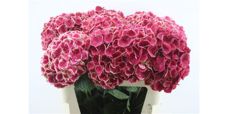 Hydrangea M Ruby Glow 80-22-v 80cm A1