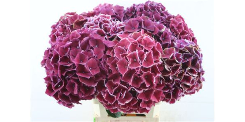 Hydrangea M Ruby Glow 60-22 60 cm  A1